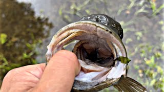 RAIN HAS THE BIGGER ONES MOVING AROUND FEEDING Susquehanna Smallmouth [upl. by Giorgia466]