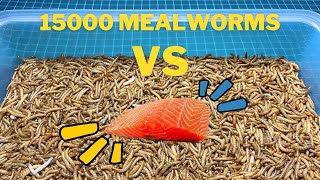 10000 mealworms vs fish salmon [upl. by Cozza16]