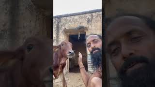 Jai Gau Mata [upl. by Flam]