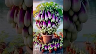 harvesting more eggplant with planting skills farming satisfying trending fruit [upl. by Ivo305]