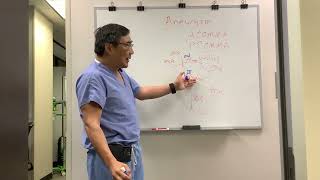 Anterior communicating artery ACom vs Posterior communicating artery PCom [upl. by Mcclenon944]