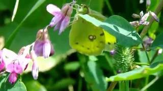 🦋 Colias erate  紋黄蝶（モンキチョウ） Eastern Pale Clouded Yellow [upl. by Sacttler667]