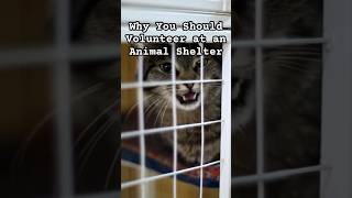 Why You Should Volunteer at an Animal Shelter Especially NOW [upl. by Leynwad360]