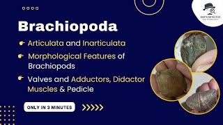 Brachiopoda amp its Adductor Diductor Muscles function pedicle Articulata Inarticulate Morphology [upl. by Allemap891]