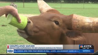 Destination Texas Handfeed animals at Grapeland DriveThru Safari [upl. by Akalam]