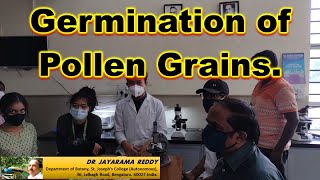 Germination of Pollen Grains BSC Botany Practicals St Josephs College Admissions Bengaluru [upl. by Cahan987]