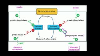 Regulation of Glycogen Metabolism [upl. by Fokos]