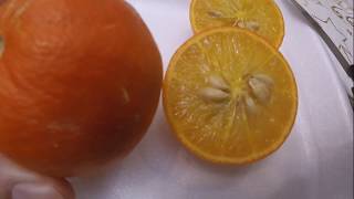 Cold hardy citrus taste test US 852 citrandarin  TaiTri lemandarin and more [upl. by Enelrats]