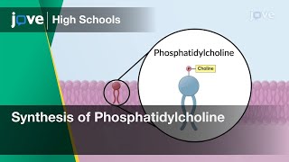 Synthesis of Phosphatidylcholine in the ER Membrane  Cell Bio  Video Textbooks  Preview [upl. by Lettie606]