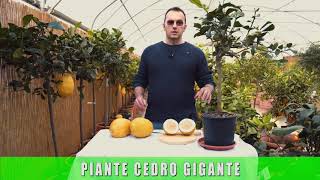 Cedro Gigante il gigante buono [upl. by Smart556]