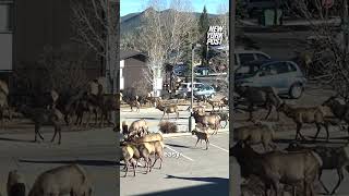 Herd of about 200 elk stroll past hospital in Estes Park CO shorts [upl. by Zandra314]