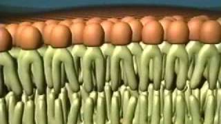 Fluid Mosaic Model of the Cell Membrane [upl. by Tennes587]