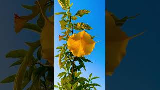 Brugmansia arborea plants nature youtubeshorts [upl. by Urbanus]