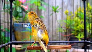 Canary song for mating training of beautiful Belgian canaries 127 [upl. by Frangos730]