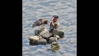 Mandarin Duck in Seoul [upl. by Ostap301]