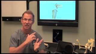 TPLO surgery for Canine ACL injury discussed by Dr Bauer [upl. by Larual]