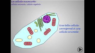 Comparaison entre la cellule animale et la cellule végétale [upl. by Siletotsira20]