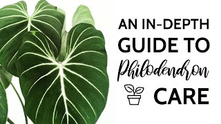 An InDepth Guide to Philodendron Care [upl. by Ttergram]