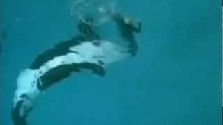 Killer whale drags trainer underwater at SeaWorld San Diego [upl. by Devi303]