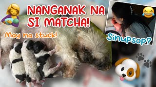 MY SHIH TZU GIVING BIRTH PAANO MAGPAANAK NG SHIH TZU [upl. by Meensat]