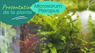 Fougère de Java Microsorum Pteropus  Plante aquarium deau douce [upl. by Annahahs]