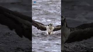 Osprey  Osprey eating fish 🐟 osprey fish shorts [upl. by Ludwigg]