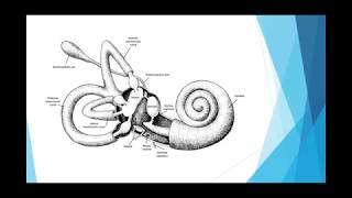 Semicircular canals Part 3 [upl. by Ausoj]