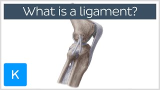 What Is a Ligament Definition and Overview  Human Anatomy  Kenhub [upl. by Nwahsyd475]