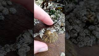 How to easily remove a limpet Patella vulgata nature foraging [upl. by Ardied]