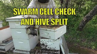 Beekeeping Hive 8 Swarm Cell Check and Split [upl. by Laney]