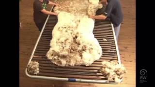 AWI Wool Handling  Wool Preparation  Efficient Skirting [upl. by Carrick]