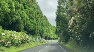 De met hortensias omzoomde wegen van Terceira  26 juli 2023 [upl. by Magdau]