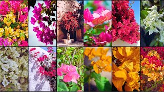 BOUGAINVILLEA VARIETIES  Plants Weekly [upl. by Pirbhai]