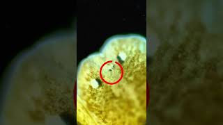 This microscopic worm has two heads and three eyes [upl. by Elleiand920]