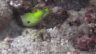 An Undulated Moray Eel having a feast [upl. by Hcir]