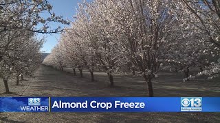 Almond Crop Freeze Has Farmers Concerned [upl. by Bernadina]