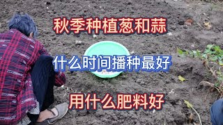 秋季種植蔥和蒜，用什麼肥料好？什麼時間播種最好？別做錯了 [upl. by Alithea]