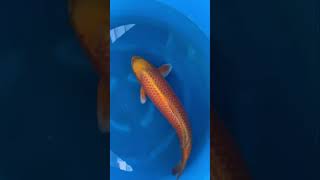 Exclusive KoiAgeNisaiFrom Marujyu Koi Farm 🇯🇵 to 🇮🇳 koifish koipond koifarm nishikigoi [upl. by Enrahs]