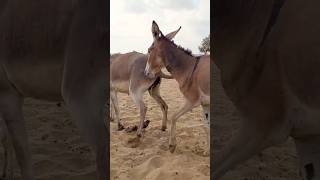 trending donkey funny pets [upl. by Elleinet194]