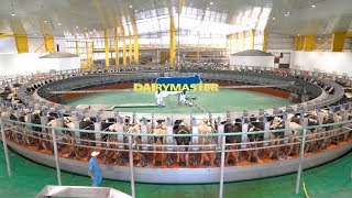 Huge 100 unit rotary milking parlour  Baladna Farm Qatar [upl. by Ilbert]