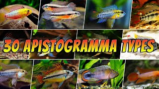 30 Different Apistogramma Fish Species Types  Rare amp Common Colourful Apistogrammas List [upl. by Nethsa]