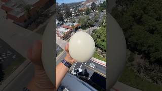 The ULTIMATE egg drop test 200ft shorts ostrichegg [upl. by Ardussi954]