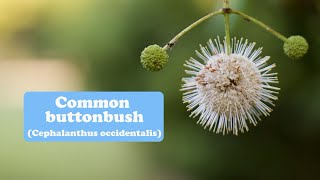 Common buttonbush [upl. by Ttihw]