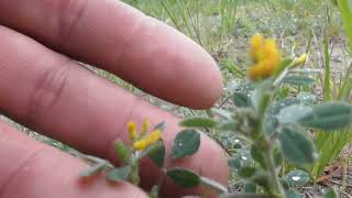 Medicago falcata yellow lucerne sickle alfalfa yellowflowered alfalfa yellow alfalfa [upl. by Marra]