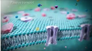 Simple diffusion VS Facilitated diffusion [upl. by Lledraw]