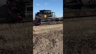 Canola harvest newholland case agriculture canola farm [upl. by Tessler482]