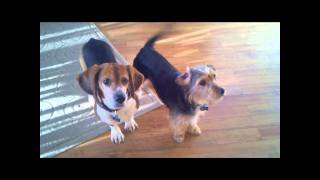 Funny Beagle Head Tilting Action  Beagle and Borkie Dogs [upl. by Abisha]