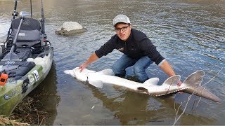 Sturgeon Fishing from a Kayak [upl. by Lanctot]