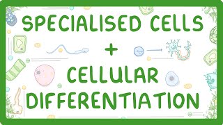 GCSE Biology  Differentiation and Specialised Cells 10 [upl. by Kellene]