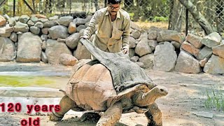 120 years old tortoise  Nehru Zoological Park Hyderabad  urskanna hyderabad tortoise [upl. by Nashoma]